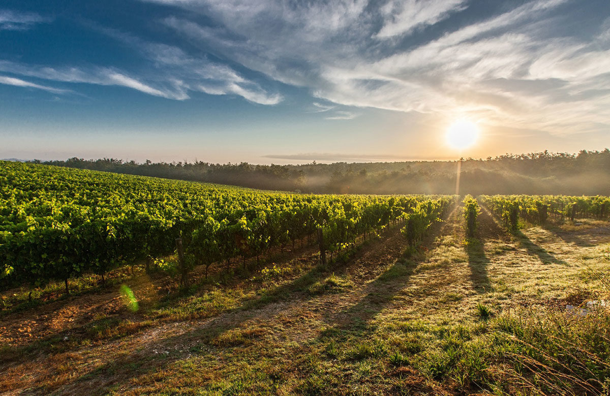 Weingut Traube